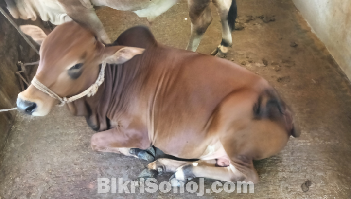 লাল রঙের গরু